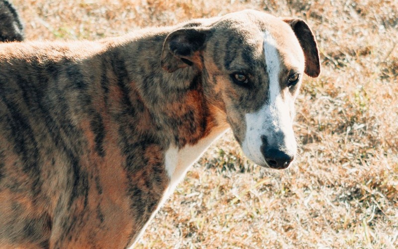 Perros en la calle: el aporte de una proteccionista